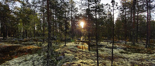 Höstvandring på Gammelängsberget