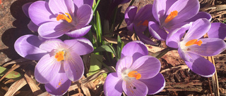 Läsarbild: Krokus i full blom                         