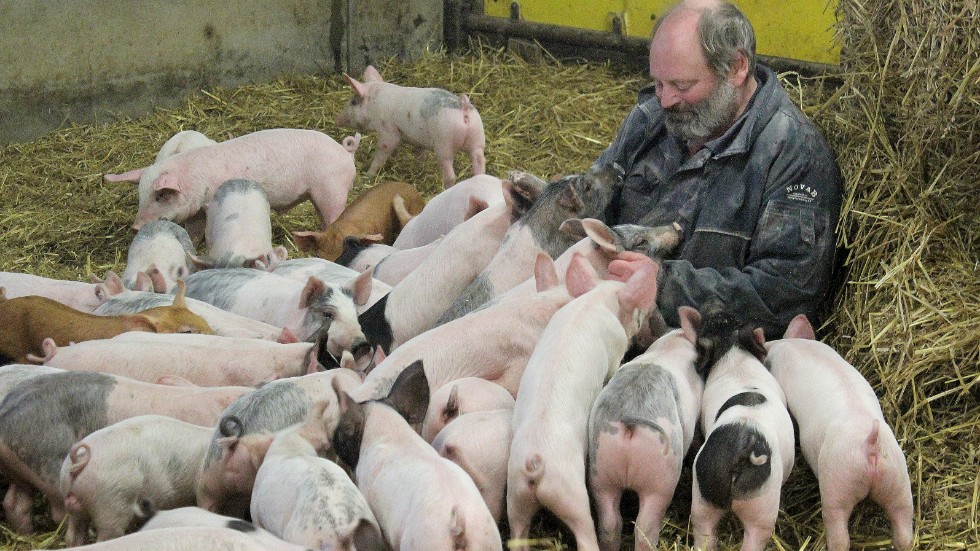Christer Hylander vid Strömsnäs gård har rankats som den bästa slaktsvinsproducenten av rådgicvningsföretaget Gård & Djurhälsa.