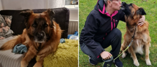 Hunden Ziton attackerades i hemmet: "Den andra hunden flyger på honom och biter tag över nacken" • Svärmor fick skador i ett finger 