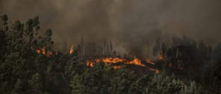 Kamp mot markbrand vid Algarvekusten