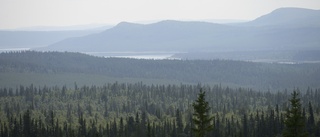 Nya lösningar behövs i den fjällnära skogen