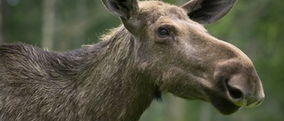 För få älgar i skogen • Halva jägarkåren oroar sig över älgstammen