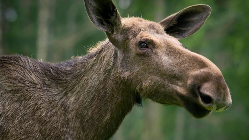 Älgen har minskat rejält i Sörmland och nu vill intressegrupperna se mer. Det är dock inte helt enkelt att få till i Sörmland, som är Sverige mest vilttäta område, enlig viltforskare Fredrik Widemo.