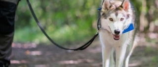 Succé för hundpromenaden – över 10 800 hundar deltog – "Fantastiskt glädjande"