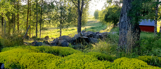 Sommargrönska i Bjumisträsk   