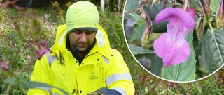 Vacker – men förrädisk: De kämpar mot den invasiva växten som sprider sig över Skellefteå kommun