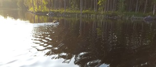 Älgkalv slapp bli björnmat