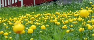 Blommor, bin och Facebook på KF