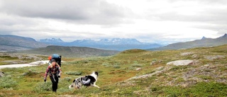 Vandringsturismen ökar stort i Arjeplogsfjällen