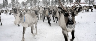 Handslag kring rovdjursskador