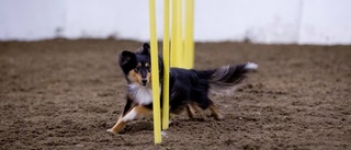 Trio med bus tävlar i agility-SM