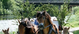 Succé för försommarfest