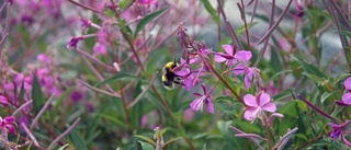 I Södra hamn arbetar humlorna i rosa portar