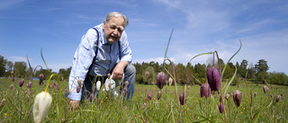 Håkans frökupp – 50 år senare blommar Labro ängar: "De flög iväg"