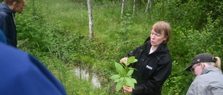 Meetings are now arranged to defeat the invasive species