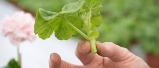 Bästa tipsen för vackra pelargoner