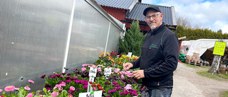 Nu laddar plantskolorna för långhelgen