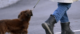 Körde ihjäl hund – smet från platsen