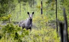 Ny jaktlag oroar jägare