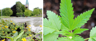 Cannabiskupp mot Linköping