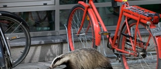 Cykelkrock med grävling