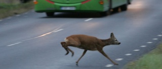 Se upp för rådjuren i trafiken