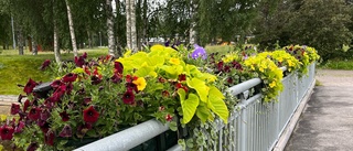 Läsarbilden: Vackra blommor på gångbroarna