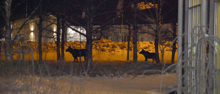 Just nu: Två älgar springer runt i Luleå