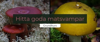 Goda matsvampar - onlinekurs