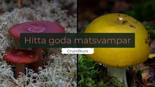 Goda matsvampar - onlinekurs