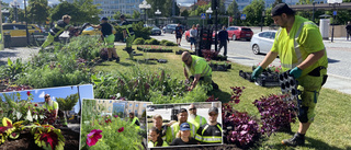 Här tar tusentals sommarblommor över Eskilstuna