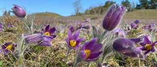 Maxad blomning – fridlysta sippan färgar gravfältet lila just nu