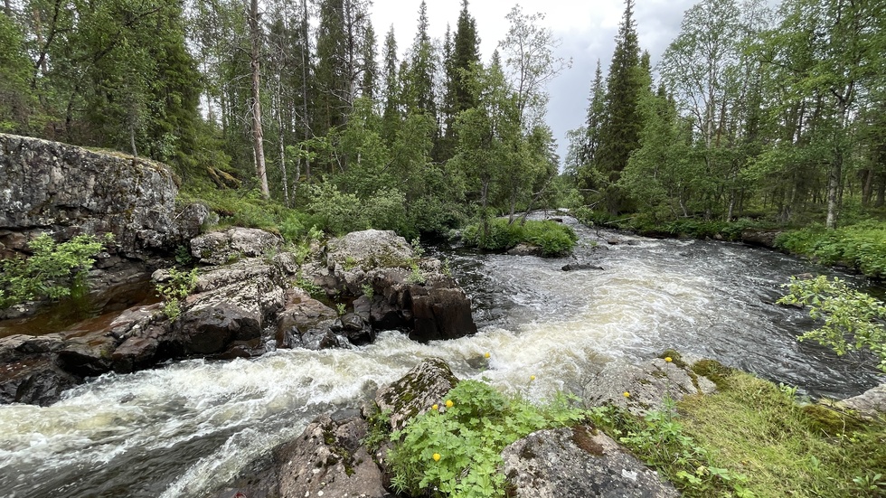 Luossajokki, här har den gått samman med två andra bäckar strax innan den går ut i Torneälven. 