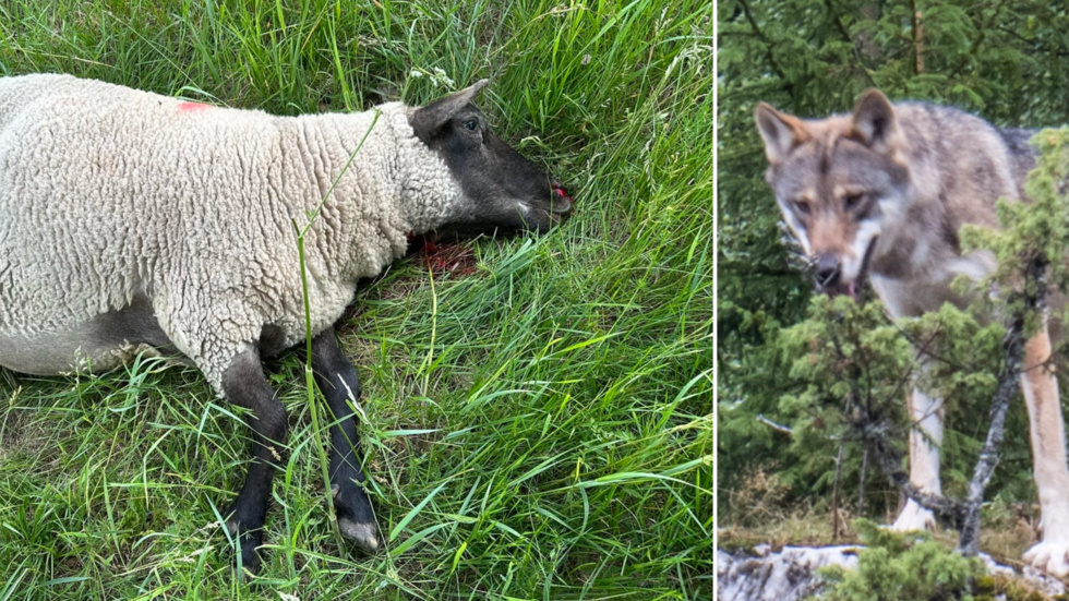 Förvaltningsrätten säger nej till skyddsjakt på den varg som dödade får i Västerviks kommun.