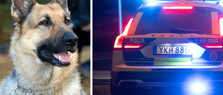 Hund spårade upp flyende tjuvar