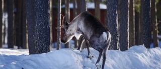 Sameby om gruvstrid: Vi är de stora förlorarna