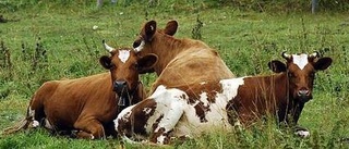 Kött - en bortglömd klimatbov