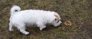 Salmonella även hos hund