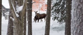 Uppdrag: På älgspaning i villaområdet