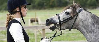 Kaspiska hästar tävlar i Knivsta