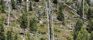 På vandring bland den brunna skogens benknotor