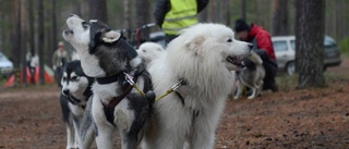 Helg med hund i fokus lockade många