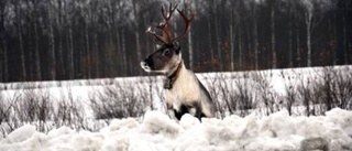 Saltstenar kan locka bort renar från vägarna