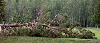 Skogsskadorna efter stormen inventerade