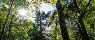 Klimatet, skogen, jorden och djuren är en helhet