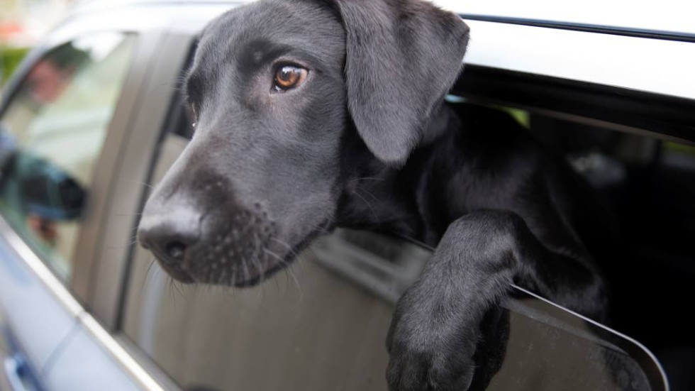 "De flesta vet nog att man inte ska lämna sitt djur i en bil på en parkeringsplats i gassande sol."