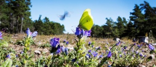 Gotland backar i miljöranking