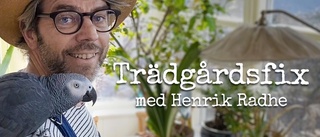 Premiär för Henriks bästa trädgårdstips • TV: Så fixar du finaste påskplanteringen