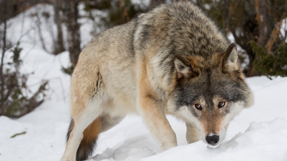 Stock image. Not the wolf in question.